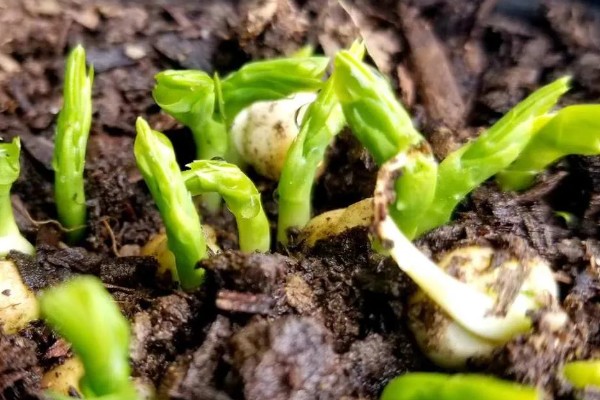 平安树怎么养护，夏季每隔2-3天浇一次水