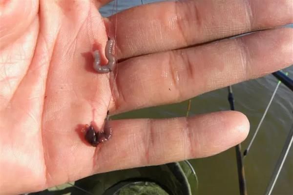 刚开春如何快速钓鲤鱼，在回水湾、深滩等位置作钓