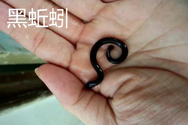 黑蚯蚓与红蚯蚓哪个钓鱼好，主要取决于鱼情