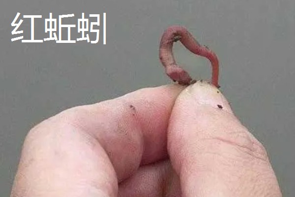 黑蚯蚓与红蚯蚓哪个钓鱼好，主要取决于鱼情