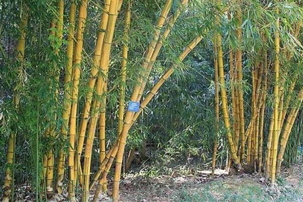 东北有什么耐寒的竹子,黄槽竹、黄杆京竹等品种很耐寒