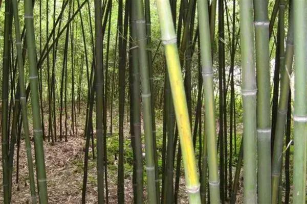 东北有什么耐寒的竹子,黄槽竹、黄杆京竹等品种很耐寒