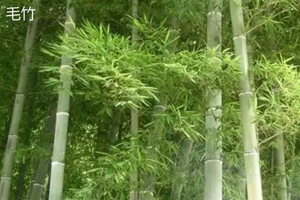 东北有什么耐寒的竹子,黄槽竹、黄杆京竹等品种很耐寒