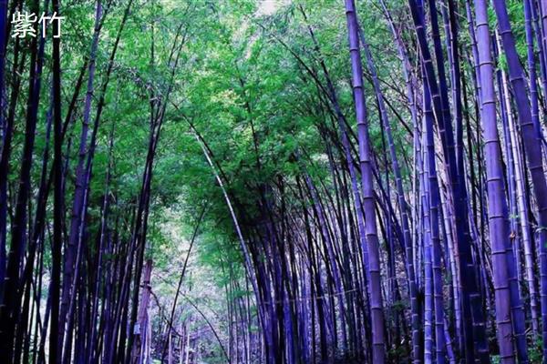 东北有什么耐寒的竹子,黄槽竹、黄杆京竹等品种很耐寒