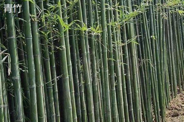 东北有什么耐寒的竹子,黄槽竹、黄杆京竹等品种很耐寒