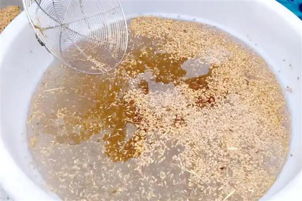 水稻种子是怎么来的，繁育分为有性和无性两种