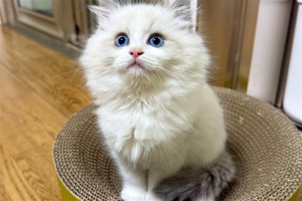 寄养猫咪要注意什么，要提前训练它乘坐交通工具