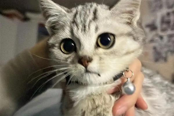 寄养猫咪要注意什么，要提前训练它乘坐交通工具