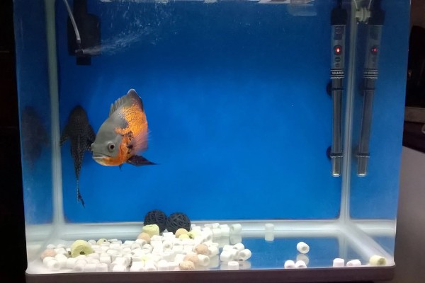 80厘米的缸可以养多少地图鱼，饲养1-2条最合适