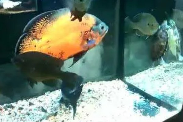 80厘米的缸可以养多少地图鱼，饲养1-2条最合适