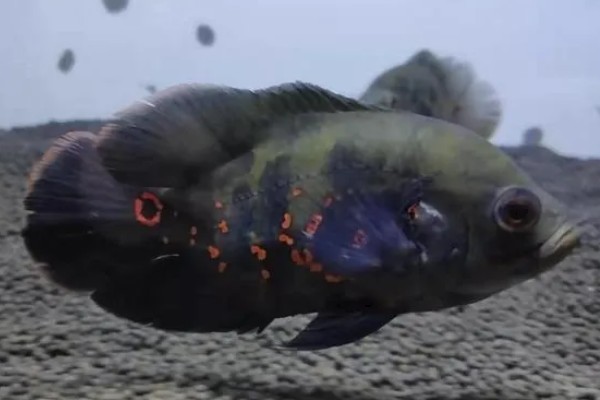 80厘米的缸可以养多少地图鱼，饲养1-2条最合适