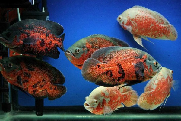 80厘米的缸可以养多少地图鱼，饲养1-2条最合适