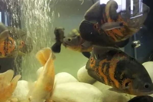 80厘米的缸可以养多少地图鱼，饲养1-2条最合适