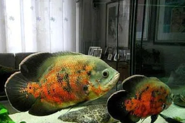 80厘米的缸可以养多少地图鱼，饲养1-2条最合适