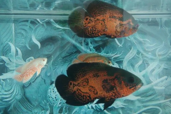 80厘米的缸可以养多少地图鱼，饲养1-2条最合适