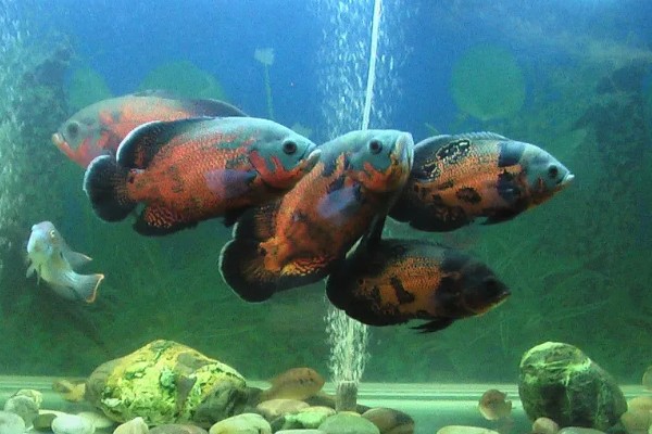 80厘米的缸可以养多少地图鱼，饲养1-2条最合适
