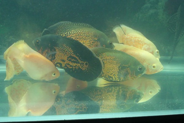 80厘米的缸可以养多少地图鱼，饲养1-2条最合适