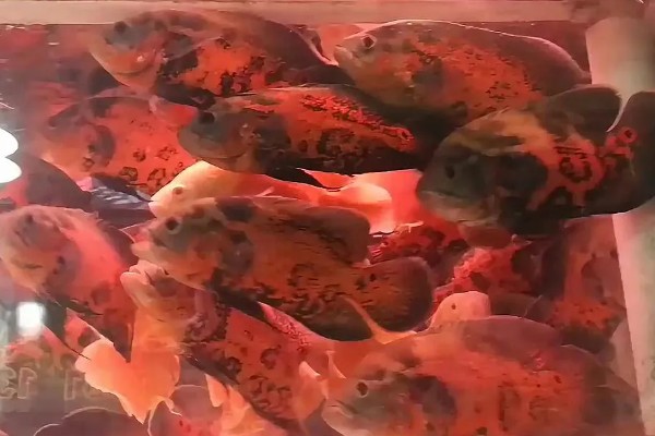 80厘米的缸可以养多少地图鱼，饲养1-2条最合适