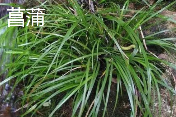 菖蒲和沿阶草有什么区别，前者属于天南星科、后者属于百合科
