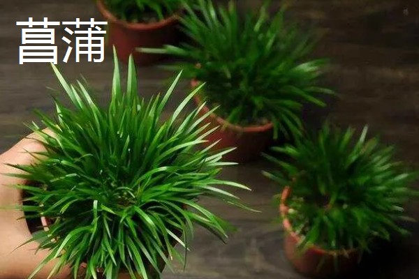 菖蒲和沿阶草有什么区别，前者属于天南星科、后者属于百合科