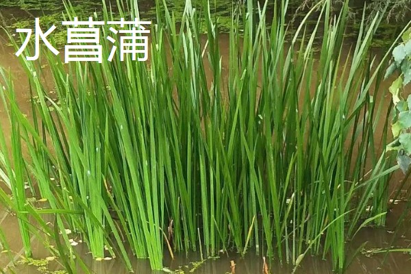 菖蒲和沿阶草有什么区别，前者属于天南星科、后者属于百合科