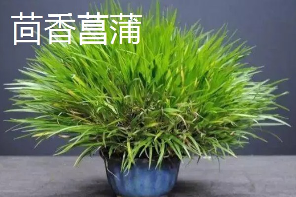 菖蒲和沿阶草有什么区别，前者属于天南星科、后者属于百合科
