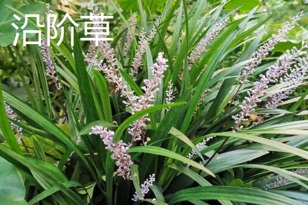 菖蒲和沿阶草有什么区别，前者属于天南星科、后者属于百合科