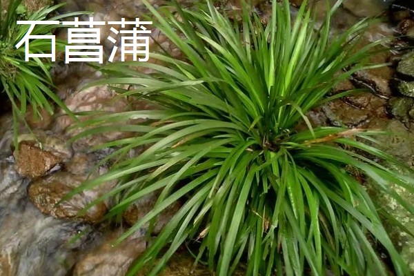 菖蒲和沿阶草有什么区别，前者属于天南星科、后者属于百合科