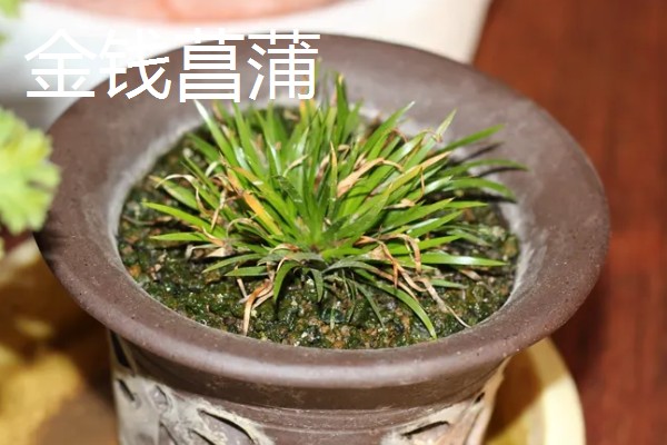 菖蒲和沿阶草有什么区别，前者属于天南星科、后者属于百合科