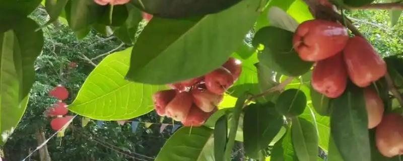 为什么莲雾果里面会有虫子，可能是有害虫侵入