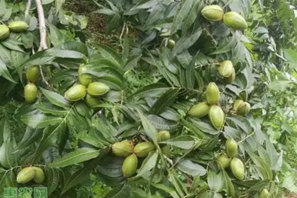 碧根果的种植技术,扦插繁殖一般选用1年生的健壮枝条