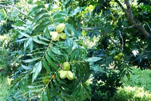 碧根果的种植技术,扦插繁殖一般选用1年生的健壮枝条