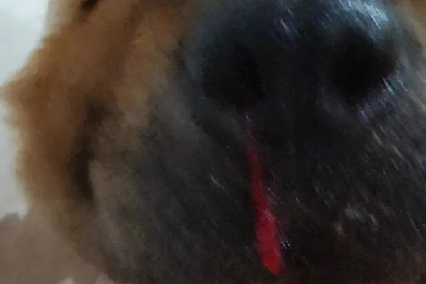 狗狗流鼻血的原因，可能是病毒和细菌感染