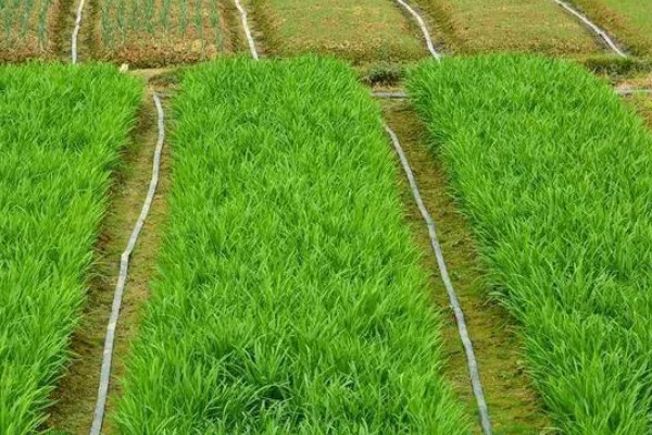 韭菜如何施肥，每次收割后都要追肥1-2次
