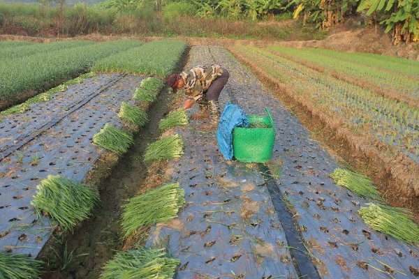 韭菜如何施肥，每次收割后都要追肥1-2次