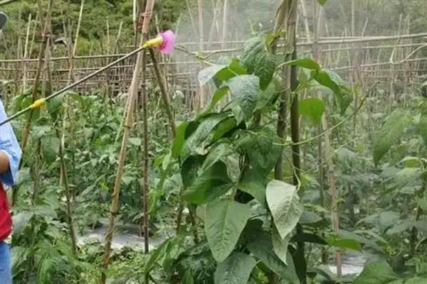 豆角枯萎病症状，叶片边缘出现不规则的水渍状病斑