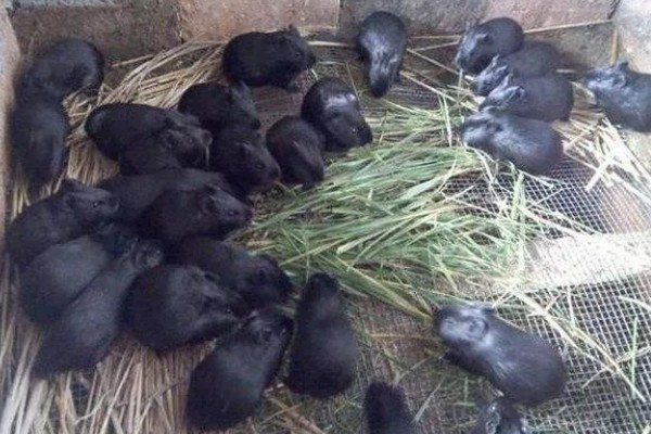 黑豚鼠人工养殖技术，在春秋冬天引种