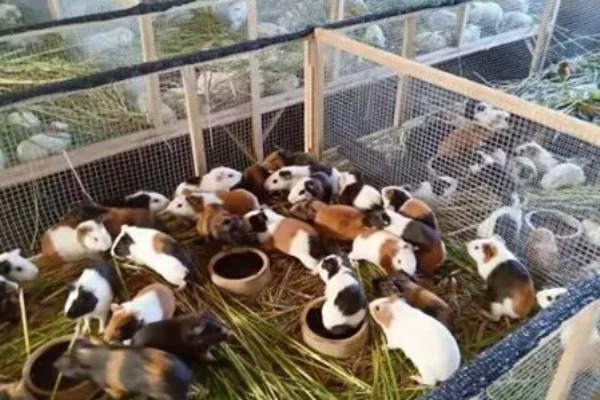 黑豚鼠人工养殖技术，在春秋冬天引种