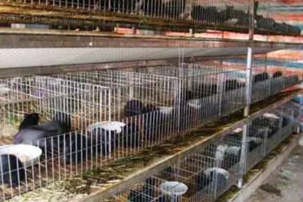黑豚鼠人工养殖技术，在春秋冬天引种