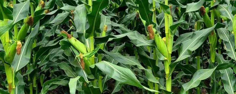 强育v857的简介,春播出苗至成熟需要129天