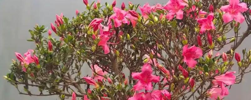 杜鹃花叶子干枯怎么处理，需要及时补充水分
