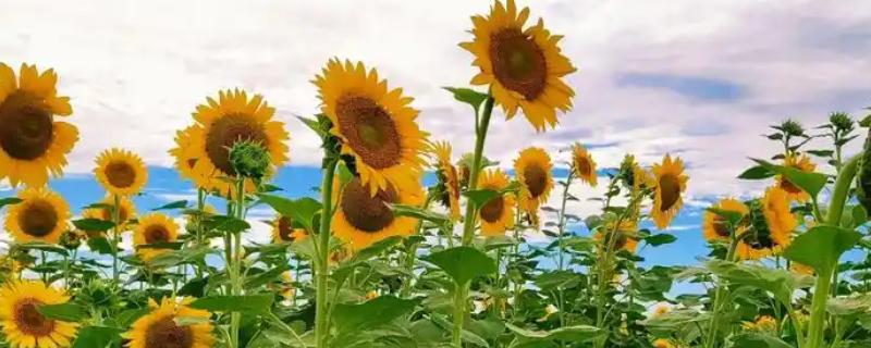 向日葵是哪种花卉，属于向日葵属的花卉