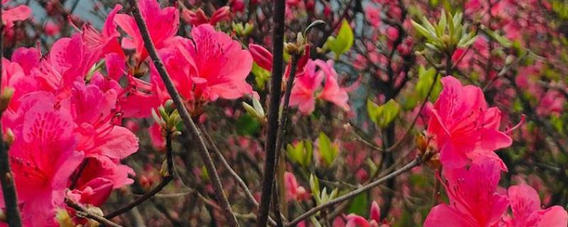 杜鹃花有什么象征意义,代表繁荣昌盛、友谊长存、思念家乡