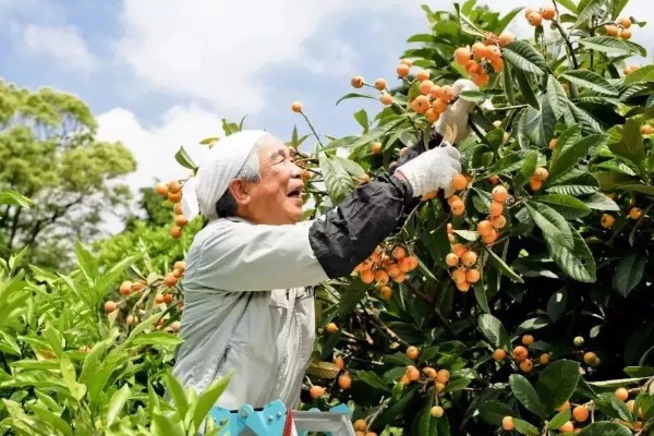 枇杷的剪枝注意事项,一定要确保切口平整