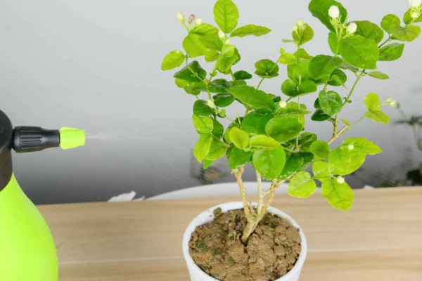 茉莉花叶子被虫咬了但找不到虫怎么办,可喷洒药剂
