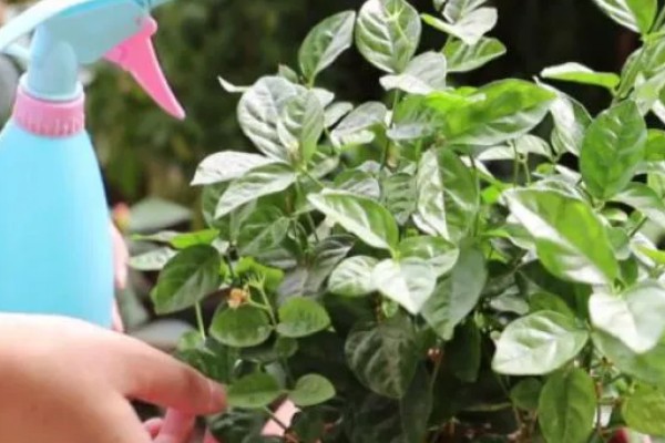 茉莉花叶子被虫咬了但找不到虫怎么办,可喷洒药剂