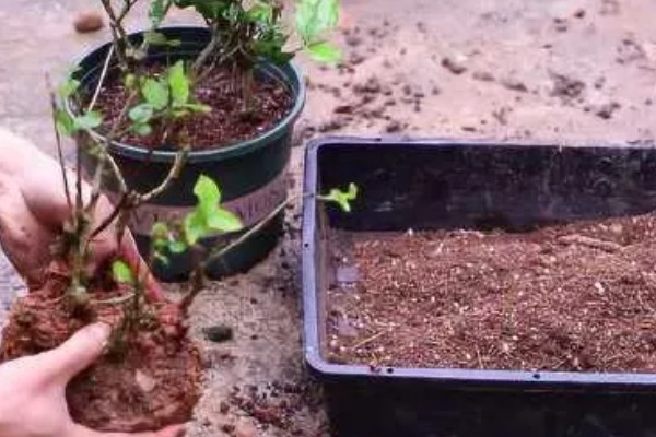 茉莉花叶子被虫咬了但找不到虫怎么办,可喷洒药剂