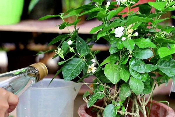 茉莉花叶子被虫咬了但找不到虫怎么办,可喷洒药剂