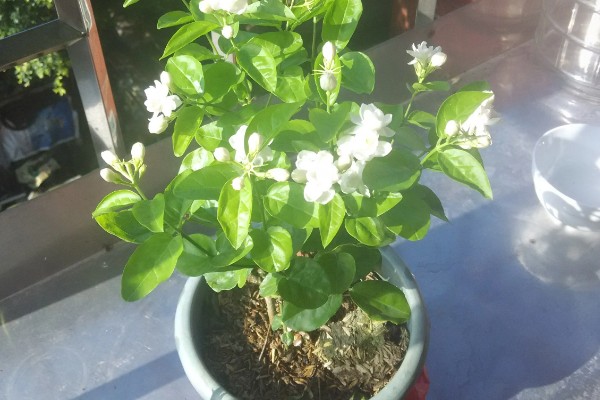 茉莉花叶子被虫咬了但找不到虫怎么办,可喷洒药剂