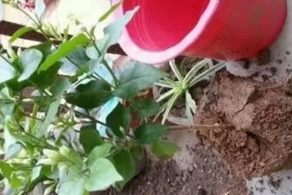 茉莉花叶子被虫咬了但找不到虫怎么办,可喷洒药剂